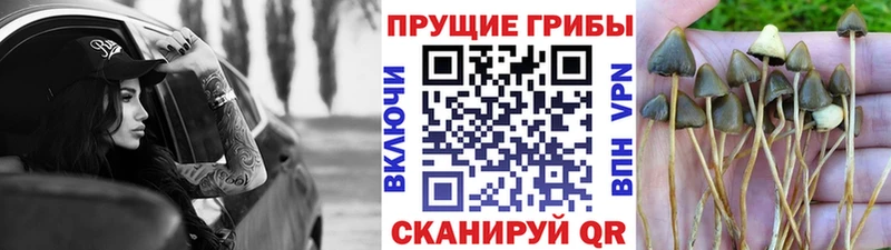 Псилоцибиновые грибы Psilocybine cubensis  OMG как зайти  Сухой Лог 